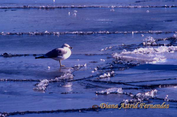 Gull-on-frozen-lake
